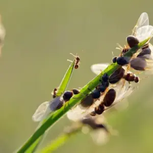 Fliegende Ameisen im Rasen bekämpfen und vorbeugen mit diesen Tipps