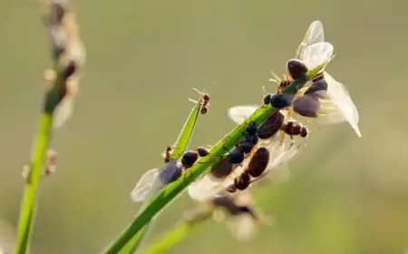 Fliegende Ameisen im Rasen bekämpfen und vorbeugen mit diesen Tipps