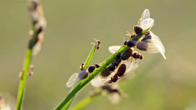 Fliegende Ameisen im Rasen bekämpfen und vorbeugen mit diesen Tipps
