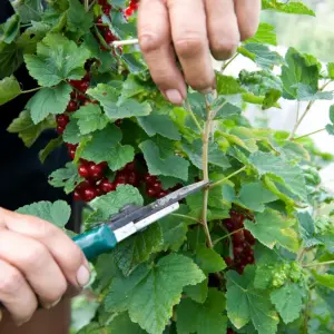 Fruchttragende Sträucher schneiden im Sommer, um kräftige Früchte zu fördern