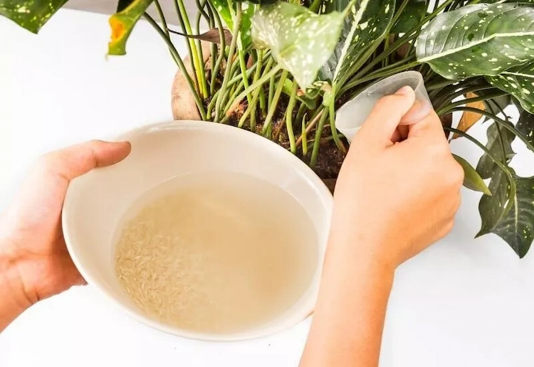 Ihren Zimmerpflanzen gebrauchtes Kochwasser geben für Versorgung mit Mikronährstoffen