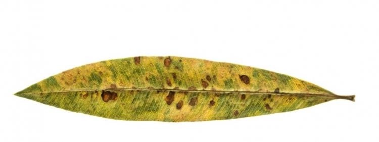 Gelbe Oleanderblätter zeigen Nährstoffmangel an
