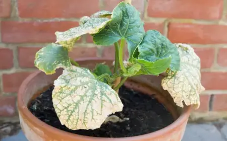 Gurken Krankheiten - Gurkenmosaik-Virus mit gelbgrünen Flecken auf den Blättern