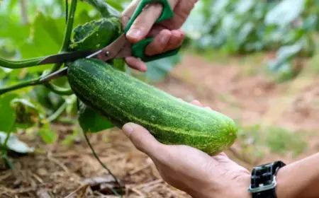 Gurken ernten und lagern Tipps wie Gurken länger haltbar machen