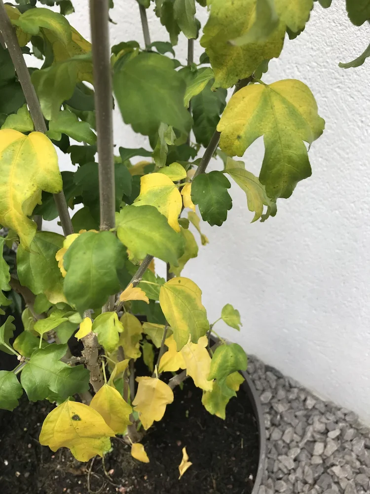Hat Ihr Hibiskus gelbe Blätter - Was sind die Ursachen und die notwendigen Maßnahmen zur Behandlung der Pflanze