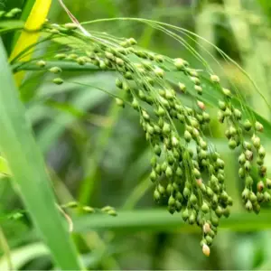 Hirse im Rasen bekämpfen ohne Spritzmittel und biologisch