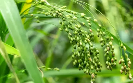 Hirse im Rasen bekämpfen ohne Spritzmittel und biologisch