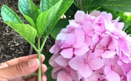 Hortensien Stecklinge abschneiden Tipps