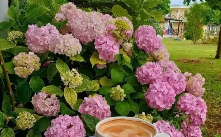 Hortensien düngen mit Kaffeesatz - Wie oft sollte man ihn einsetzen und welche Vorteile hat er für die Pflanzen