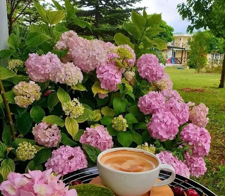 Hortensien düngen mit Kaffeesatz - Wie oft sollte man ihn einsetzen und welche Vorteile hat er für die Pflanzen