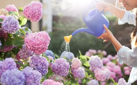 Hortensien gießen - Was Sie unbedingt beachten sollten