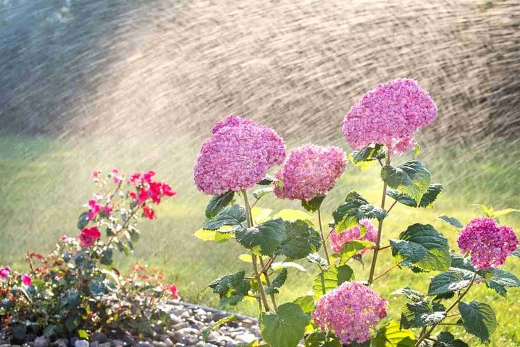 Hortensien gießen - Wie oft brauchen sie Wasser zum Gedeihen