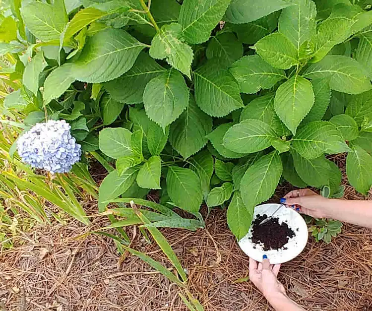Hortensien mögen leicht sauren Boden, und Kaffeesatz kann dazu beitragen, den pH-Wert des Bodens zu verändern