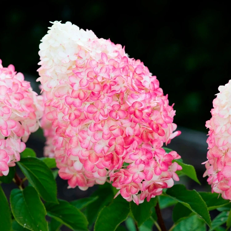 Hortensienblüte in Weiß und mit Verlauf in Rosa je nach Saison