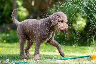 Hund bei der Hitze - Wie Sie Ihrem besten Freund helfen können - Tipps