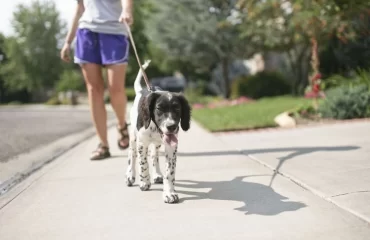 Hund bei der Hitze im Sommer - Legen Sie regelmäßig Pausen im Schatten ein