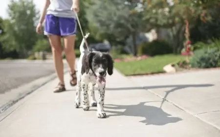 Hund bei der Hitze im Sommer - Legen Sie regelmäßig Pausen im Schatten ein