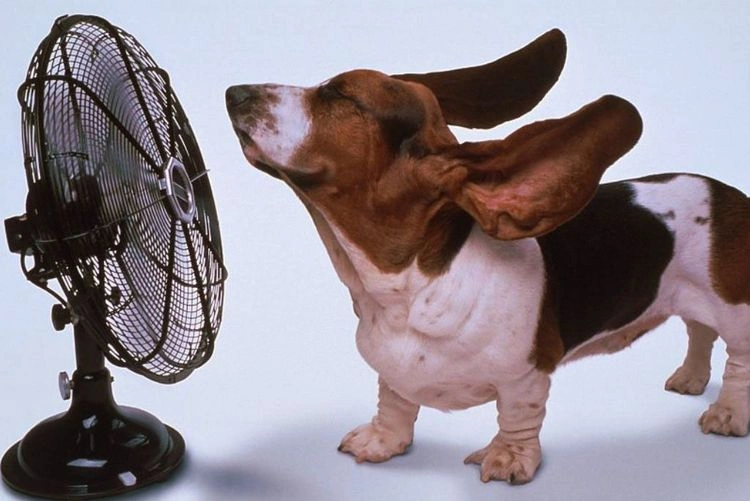 Hunde bei der Hitze abkühlen - wichtige Tipps