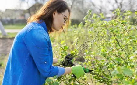 Johannisbeeren anch der Erntezeit schneiden was ist zu beachten