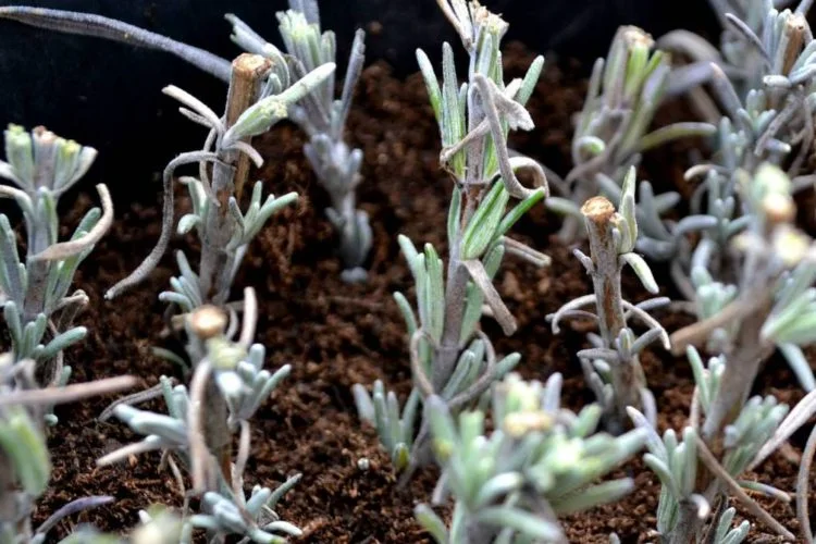 Jungpflanzen müssen gestützt werden im Garten