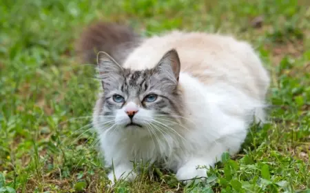 Kätzchen abschrecken mit Düften, Geräuschen oder Pflanzen