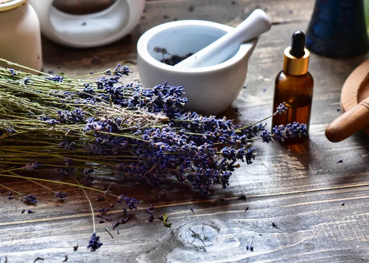 Lavendel Öl gegen Insekten welche ätherischen Öle gegen Mücken selber mischen