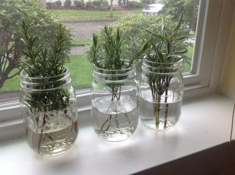 Lavendel Stecklinge im Wasserglas vermehren Anleitung