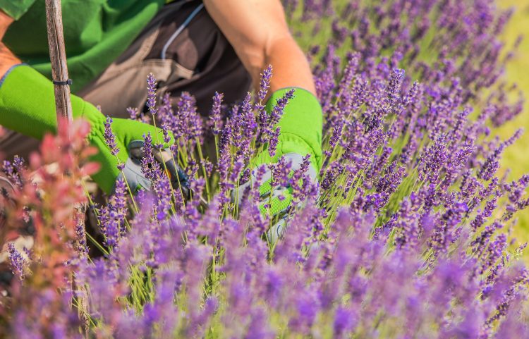 Lavendel schneiden