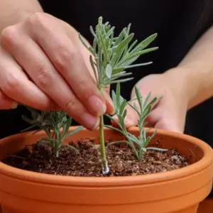 Lavendel vermehren über Stecklinge Anleitung