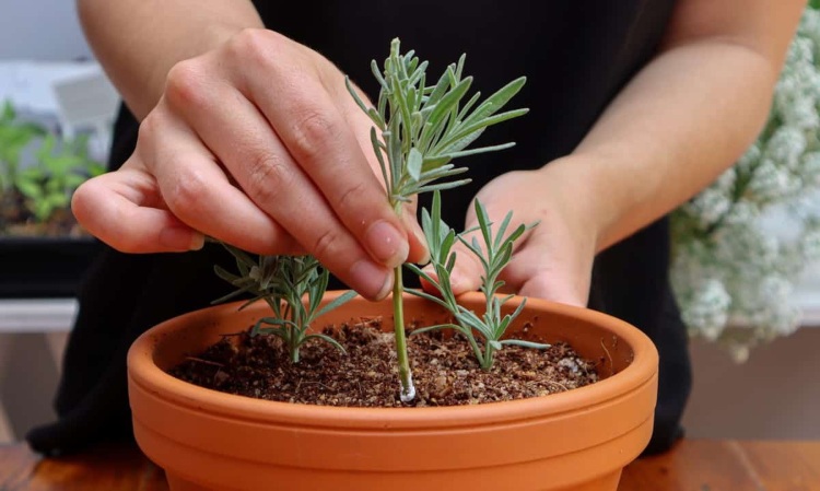 Lavendel vermehren