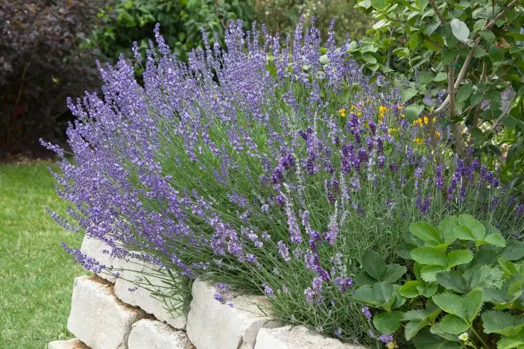Lavendel vorziehen Anleitung und im Garten umpflanzen