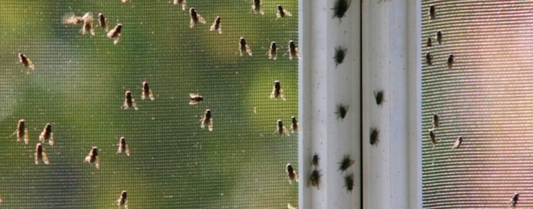 Lernen Sie, was Fliegen in Ihr Haus lockt