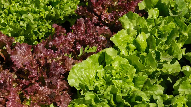 Man kann Kopfsalat von März bis September aussäen