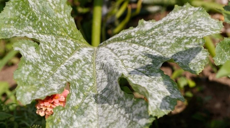 Mehltau an Zucchini - Wie Sie weiße Flecken auf den Pflanzenblättern mit Hausmitteln bekämpfen können
