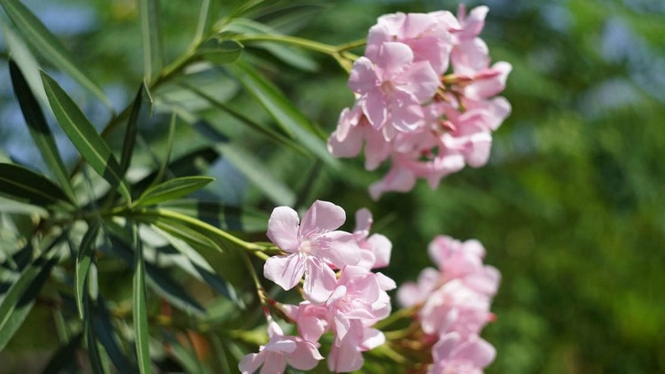 Oleander düngen - Mit welchen Nährstoffen müssen Sie Ihre Pflanzen versorgen