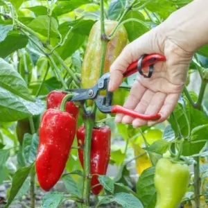 Paprika ernten wann ist der richtige Zeitpunkt