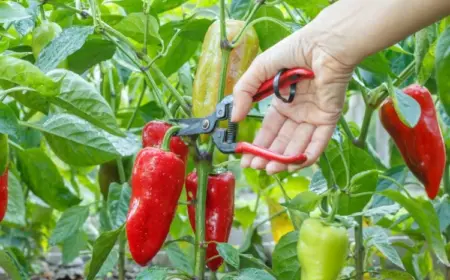 Paprika ernten wann ist der richtige Zeitpunkt