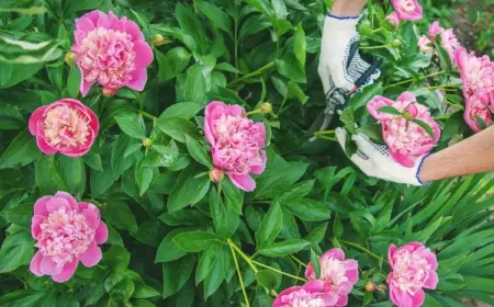 Päonien abschneiden nach Ende der Blütezeit