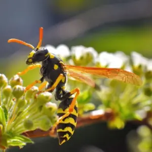Pflanzen gegen Wespen - Tipps und Ideen zur Bepflanzung