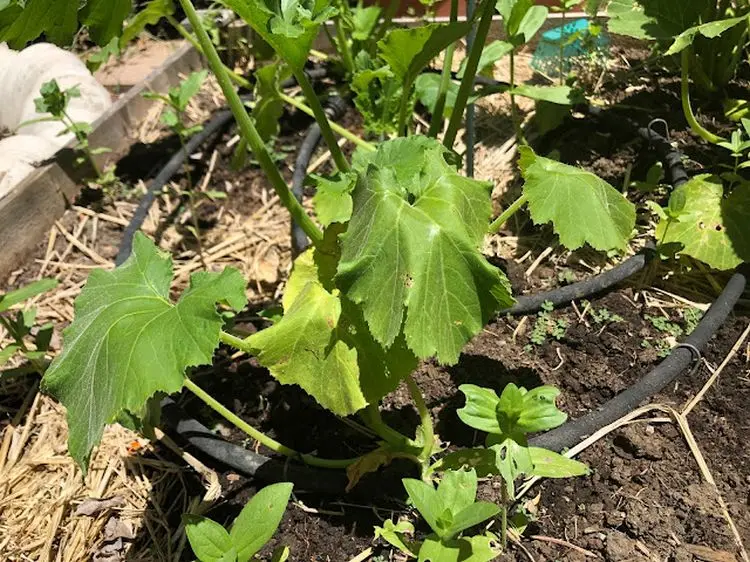 Pflanzenschäden bei Hitze und Trockenheit - vertrocknete Zucchini