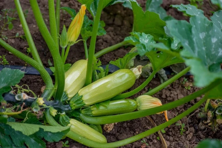 Reife Zucchinis und Zucchiniblüten an der Pflanze