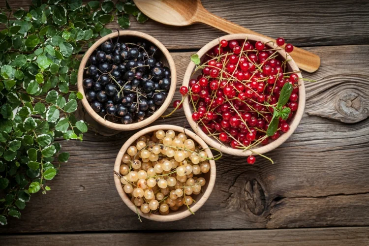Recipe ideas for red, black and white currants