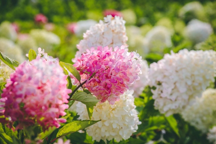 Rispenhortensie Pflege - Tipps für gesunde Pflanzen und üppige Blüten