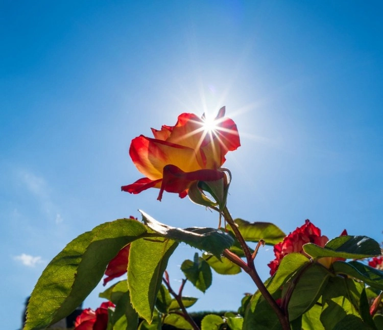 Rosen im Topf pflegen - Sorgen Sie für viel Sonne