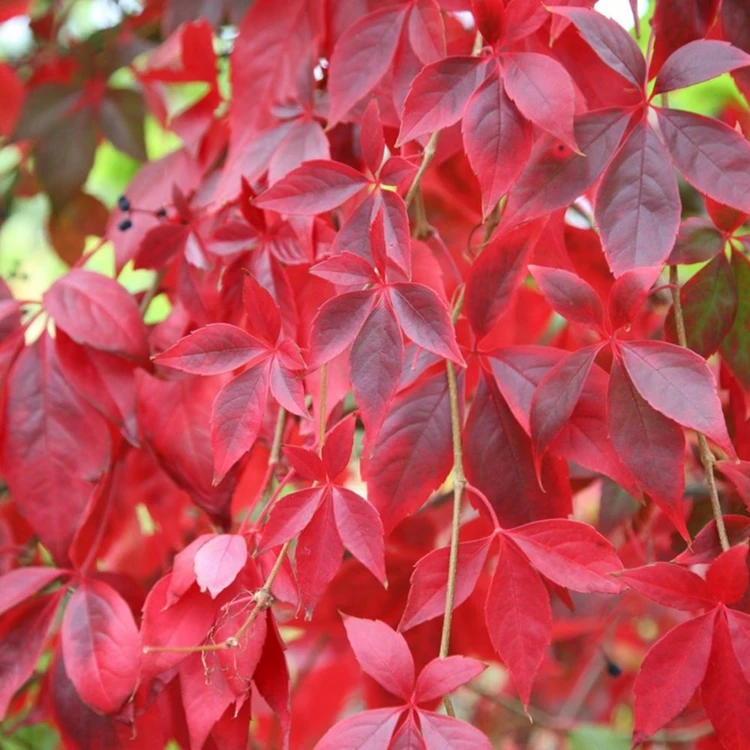 Rote Blätter im Herbst an der Kletterpflanze