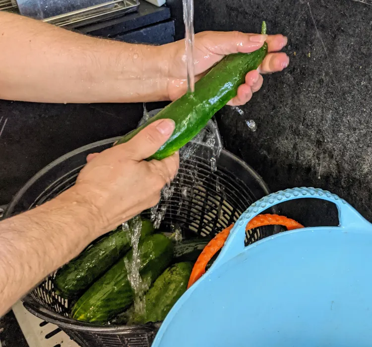 Salatgurken lagern Tipps wie Gurken ernten und lagern