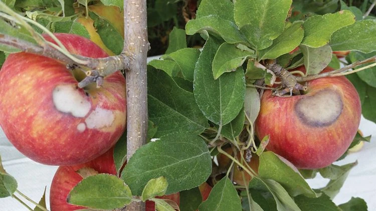 Schäden an Äpfeln im Garten - extreme Hitze und Trockenheit - Sonnenbrand