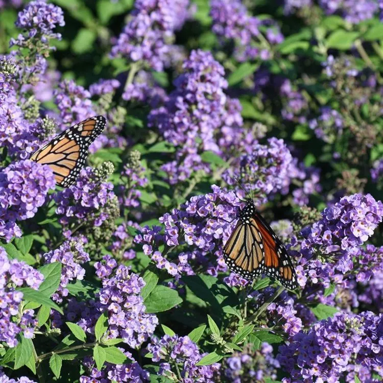Schmetterlingsflieder im Sommer ausputzen Anleitung