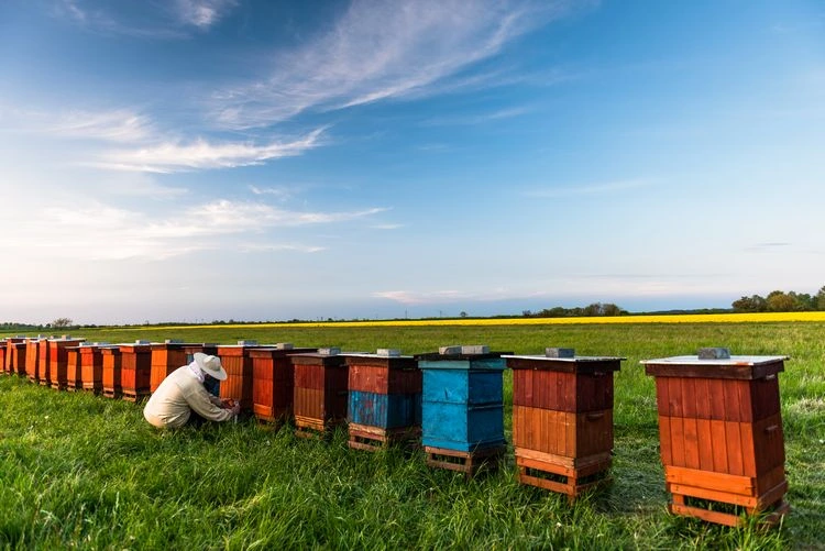 Sie können einen Bienenstock adoptieren - Honigbienen helfen