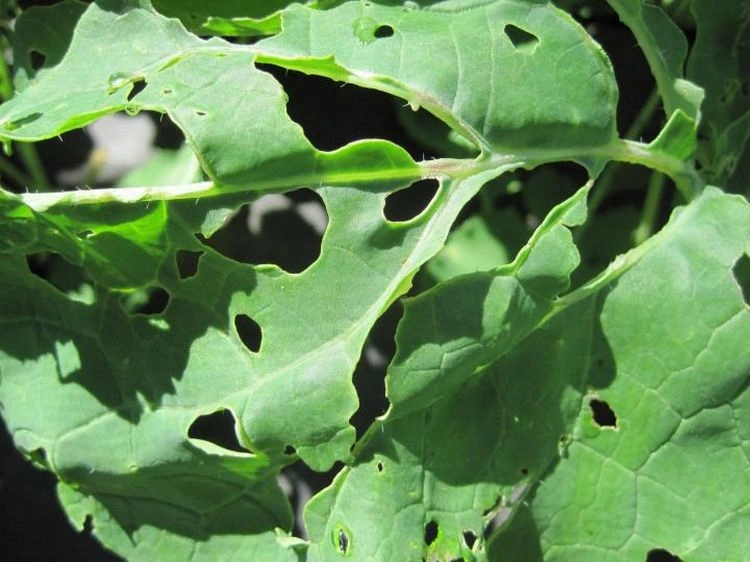 Sind Ohrwürmer gut oder schlecht für Ihren Garten - Schädlinge oder Nutzlinge?